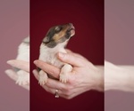 Small Photo #11 Collie Puppy For Sale in PILOT, VA, USA
