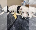 XENA - Female Dachsador Dog for Adoption - Small photo
