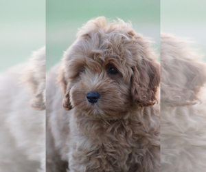 Goldendoodle Puppy for sale in ITASCA, TX, USA