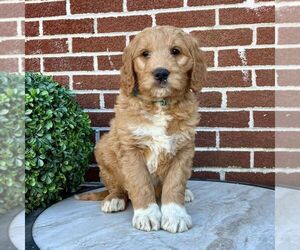 Goldendoodle Puppy for sale in GAP, PA, USA