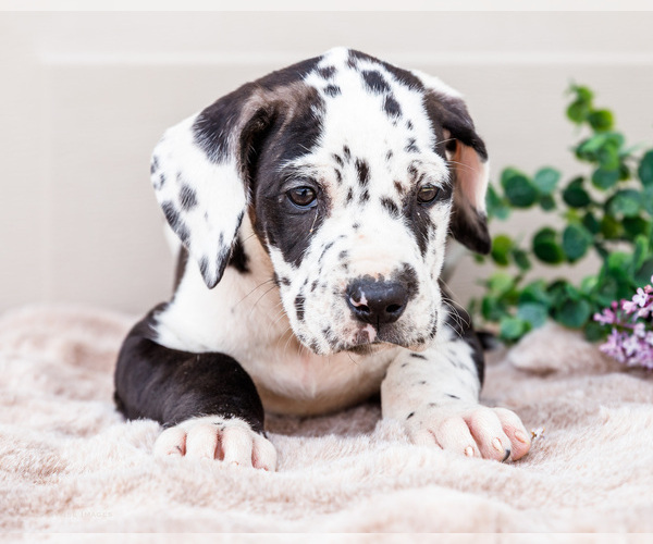 Medium Photo #3 Great Dane Puppy For Sale in WAKARUSA, IN, USA