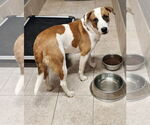 Small #3 American Pit Bull Terrier-American Staffordshire Terrier Mix