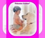 Small Photo #4 English Cream Golden Retriever Puppy For Sale in PRINCETON, WV, USA
