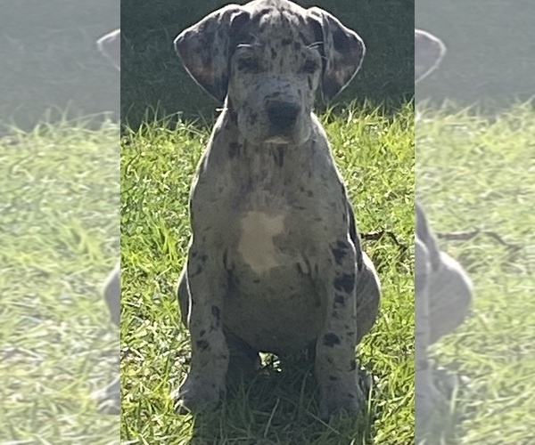 Medium Photo #1 Great Dane Puppy For Sale in SILSBEE, TX, USA