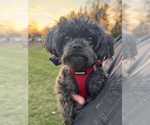 Medium Photo #1 Mutt Puppy For Sale in Tenafly, NJ, USA