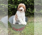 Small #2 Goldendoodle (Miniature)