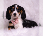 Small Photo #99 Dachshund Puppy For Sale in WARSAW, IN, USA