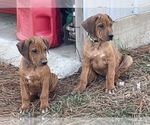 Small Photo #4 Rhodesian Ridgeback Puppy For Sale in KIRBYVILLE, TX, USA