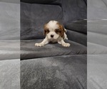Small Photo #8 Cavalier King Charles Spaniel Puppy For Sale in SAINT PETERSBURG, FL, USA
