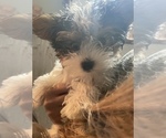Small Photo #8 Biewer Terrier Puppy For Sale in CHATTANOOGA, TN, USA