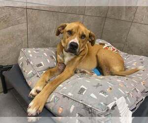 Mutt Dogs for adoption in New York, NY, USA