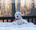 Small Photo #16 Goldendoodle Puppy For Sale in ROUGEMONT, NC, USA