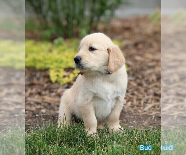 Medium Photo #1 Golden Retriever Puppy For Sale in NAPPANEE, IN, USA