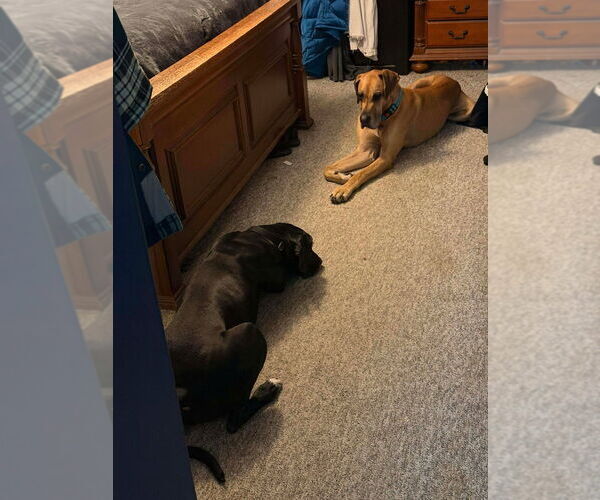 Medium Photo #2 Great Dane Puppy For Sale in Bullard, TX, USA