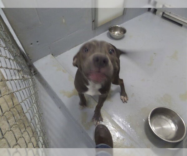 Medium Photo #1 Mutt Puppy For Sale in Augusta, GA, USA