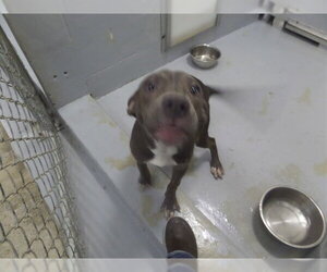 Mutt Dogs for adoption in Augusta, GA, USA