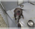FRANKIE STEIN - Female Mutt Dog for Adoption - Small photo