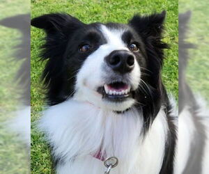 Border Collie Dogs for adoption in Lake Forest, CA, USA