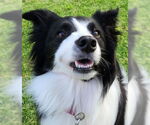 Small Border Collie