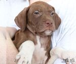 Small #3 Labrador Retriever Mix