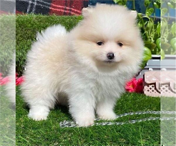 Medium Photo #6 Pomeranian Puppy For Sale in PALM BEACH, FL, USA