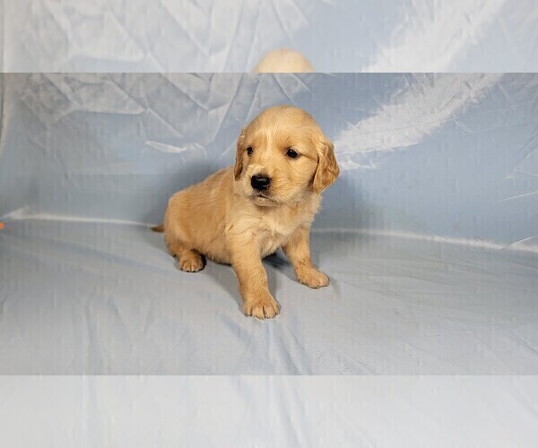 Medium Photo #5 Golden Retriever Puppy For Sale in BLACK FOREST, CO, USA