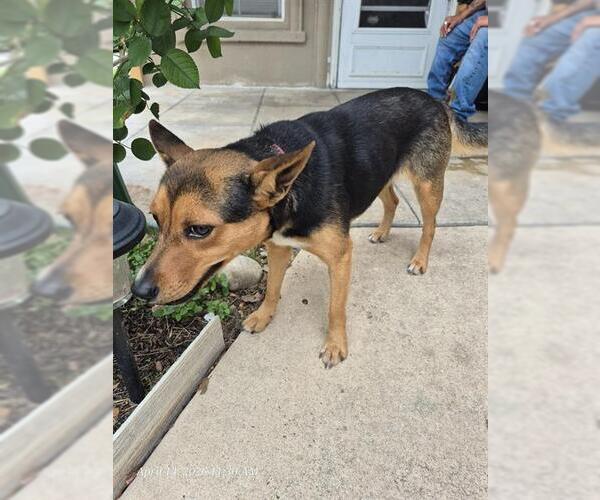 Medium Photo #1 Mutt Puppy For Sale in San Antonio, TX, USA