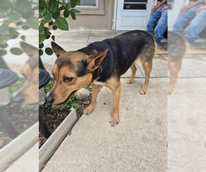 Mutt Dogs for adoption in San Antonio, TX, USA