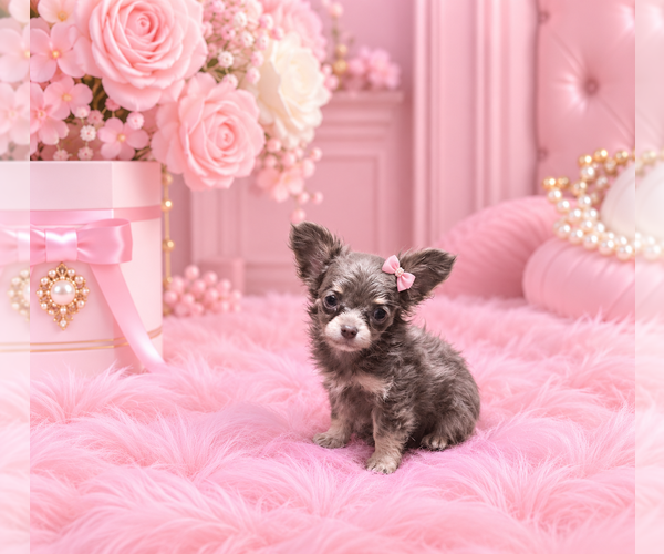 Medium Photo #22 Chihuahua Puppy For Sale in FORT LAUDERDALE, FL, USA