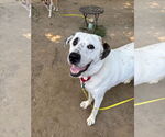 Small #8 Great Pyrenees Mix