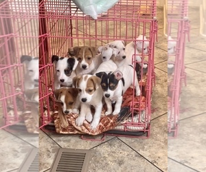 Jack Russell Terrier Puppy for sale in EL PASO, TX, USA