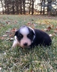 Small Photo #4 Australian Shepherd Puppy For Sale in ROBERTS, IL, USA