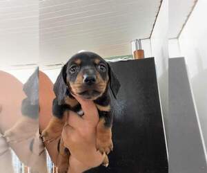 Dachshund Puppy for sale in SPRING HOPE, NC, USA