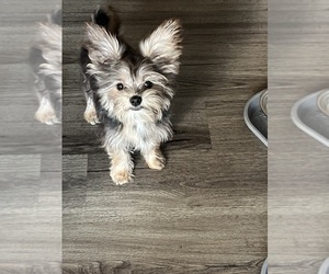 Shorkie Tzu Puppy for sale in PFLUGERVILLE, TX, USA