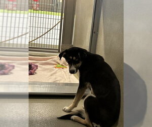 German Shepherd Dog Dogs for adoption in Rancho Cucamonga, CA, USA