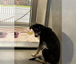 ZIRI - Female German Shepherd Dog Dog for Adoption - Small photo