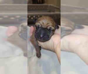 Phu Quoc (Vietnam Island) Ridgeback Puppy for sale in PALMDALE, CA, USA