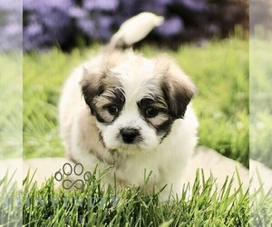 Zuchon Puppy for sale in RONKS, PA, USA