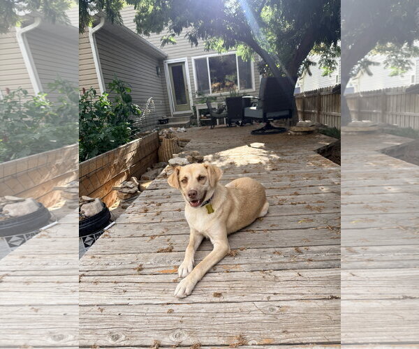 Medium Photo #5 Labrador Retriever-Unknown Mix Puppy For Sale in Sandy, UT, USA