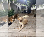 Small #4 Labrador Retriever Mix