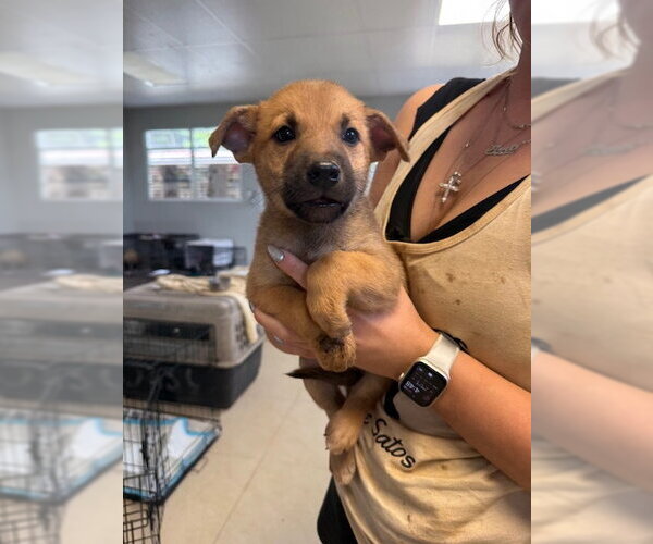 Medium Photo #1 Chihuahua-Unknown Mix Puppy For Sale in Jefferson, NJ, USA