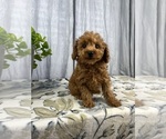 Small #1 Poodle (Miniature)