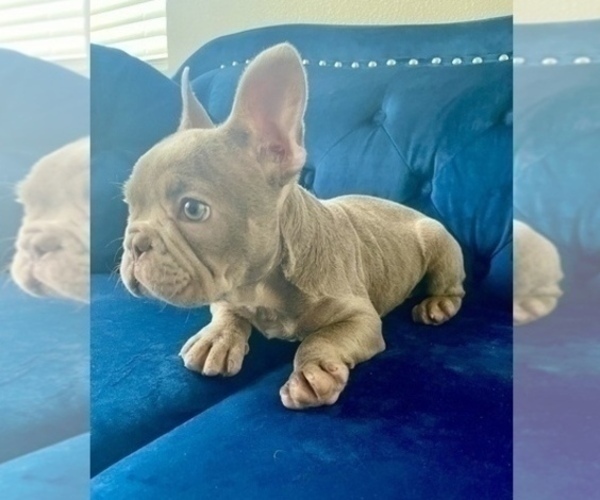 Medium Photo #5 French Bulldog Puppy For Sale in PALMDALE, CA, USA