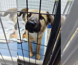 Siberian Husky-Unknown Mix Dogs for adoption in Mukwonago, WI, USA