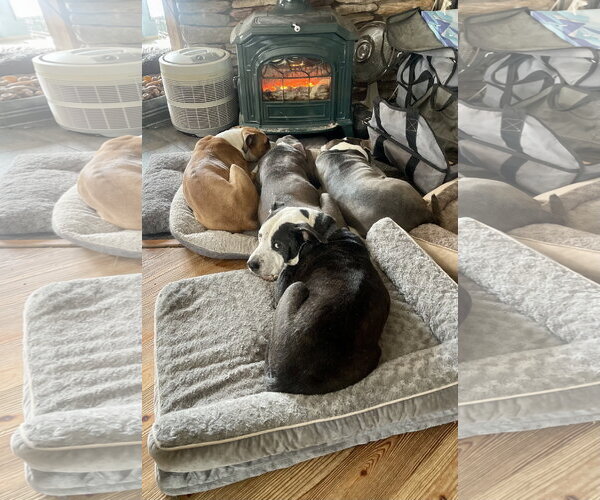 Medium Photo #8 Mutt Puppy For Sale in Mount Laurel, NJ, USA