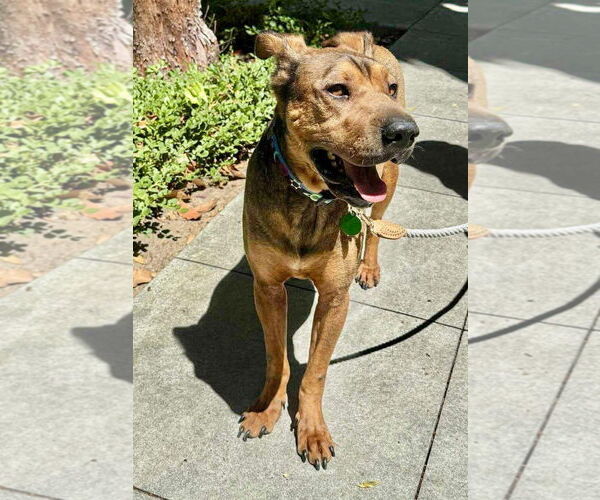 Medium Photo #4 Rhodesian Ridgeback Puppy For Sale in Menifee, CA, USA