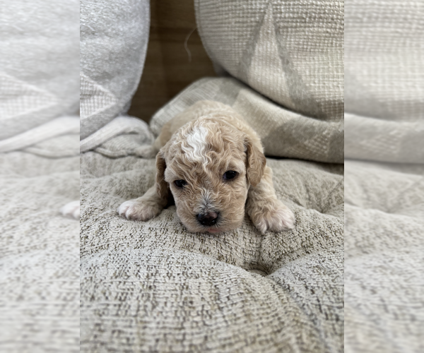 Medium Photo #4 Bichpoo Puppy For Sale in NORTH PORT, FL, USA