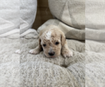 Small #3 Bichpoo