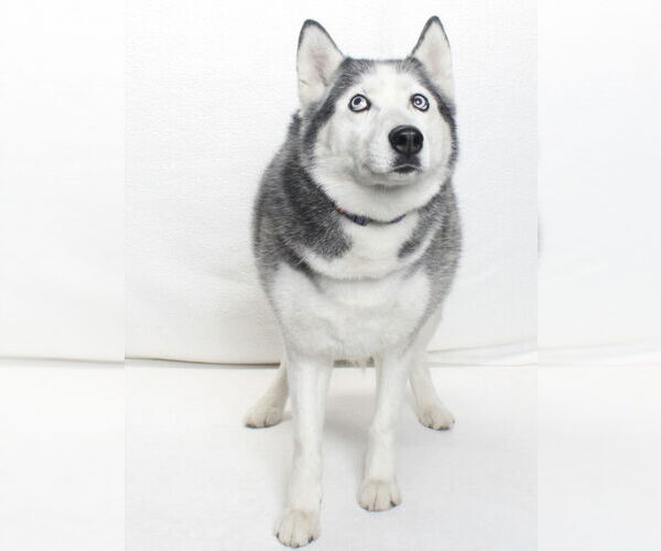 Medium Photo #2 Siberian Husky Puppy For Sale in Burbank, CA, USA