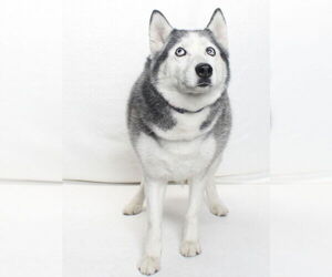 *SNEAKERS - Female Siberian Husky Dog for Adoption - Photo #2
